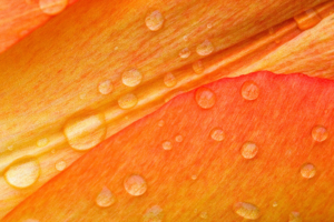 Drops on Flower Petals788049636 300x200 - Drops on Flower Petals - Petals, Garden, flower, Drops